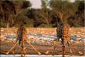 Text piesne - žirafa je veľká, v horúcej Afrike vie lepšie
